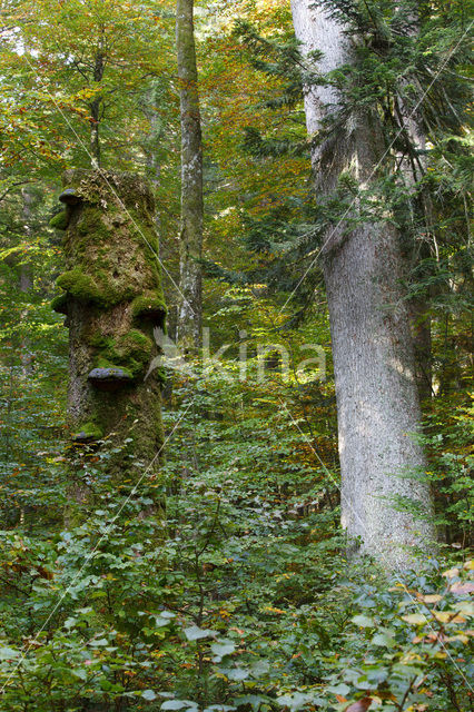 Wildnisgebiet Dürrenstein