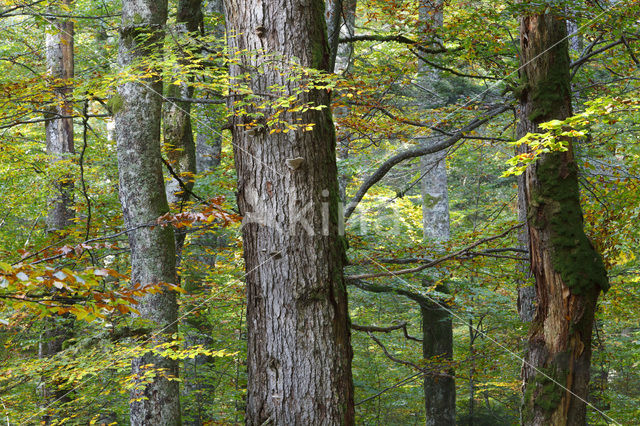 Wildnisgebiet Dürrenstein