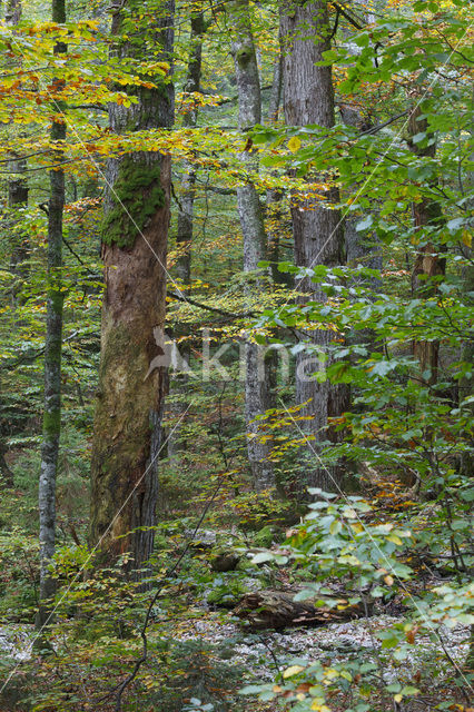 Wildnisgebiet Dürrenstein