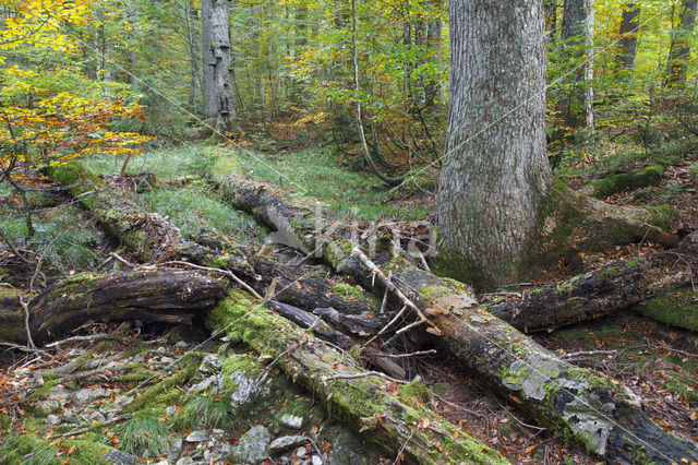 Wildnisgebiet Dürrenstein