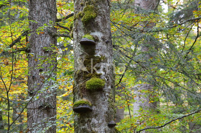 Wildnisgebiet Dürrenstein