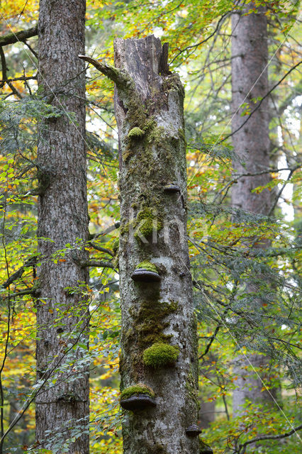 Wildnisgebiet Dürrenstein