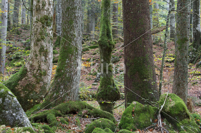 Wildnisgebiet Dürrenstein