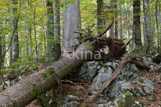 Wildnisgebiet Dürrenstein