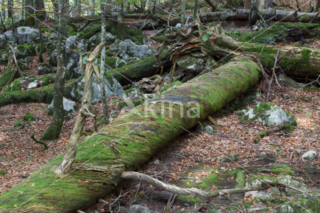 Wildnisgebiet Dürrenstein