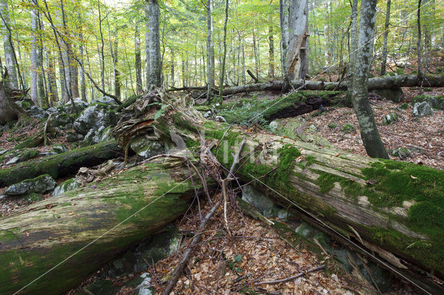 Wildnisgebiet Dürrenstein