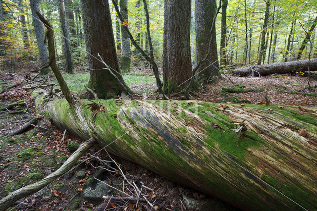 Wildnisgebiet Dürrenstein