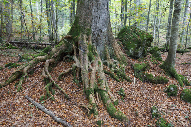 Wildnisgebiet Dürrenstein