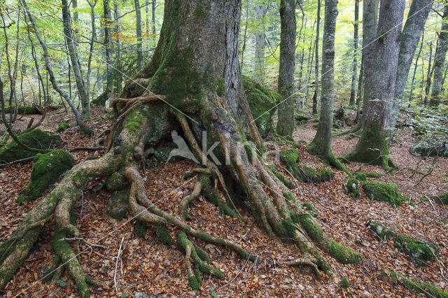 Wildnisgebiet Dürrenstein