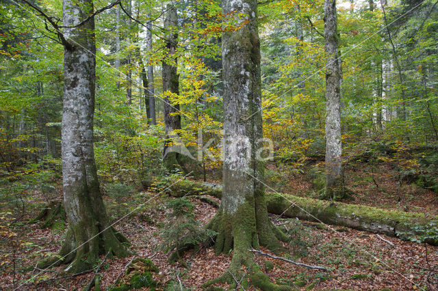 Wildnisgebiet Dürrenstein