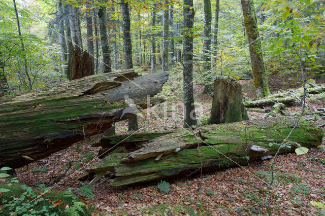 Wildnisgebiet Dürrenstein