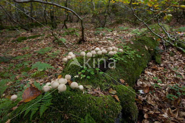 Wildnisgebiet Dürrenstein