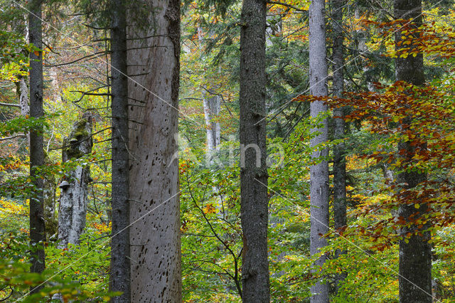 Wildnisgebiet Dürrenstein