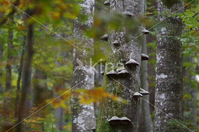 Wildnisgebiet Dürrenstein