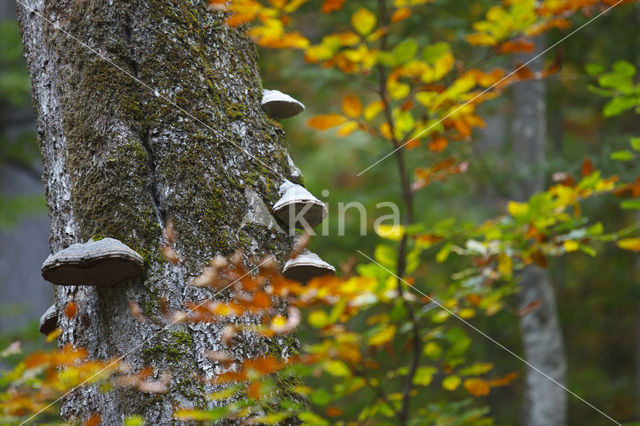 Wildnisgebiet Dürrenstein