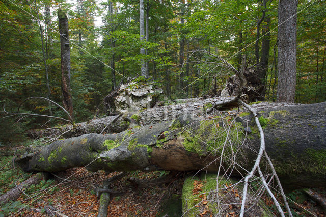 Wildnisgebiet Dürrenstein