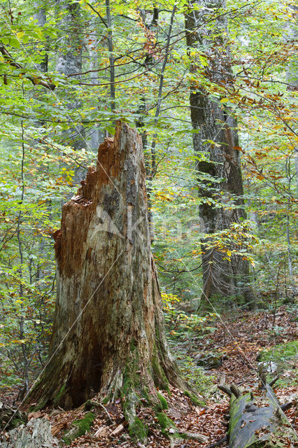 Wildnisgebiet Dürrenstein