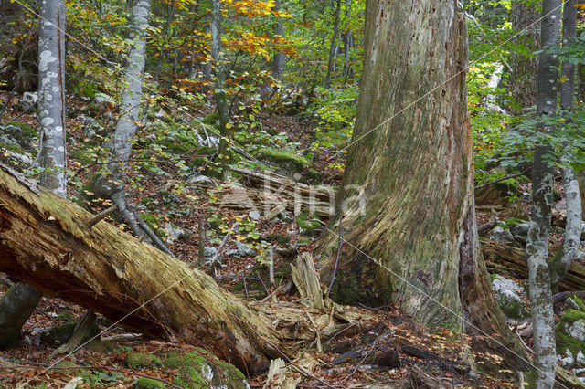 Wildnisgebiet Dürrenstein