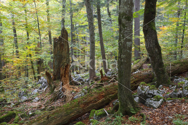 Wildnisgebiet Dürrenstein