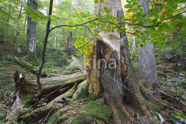 Wildnisgebiet Dürrenstein