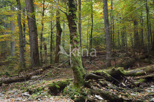 Wildnisgebiet Dürrenstein