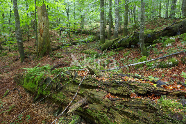 Wildnisgebiet Dürrenstein