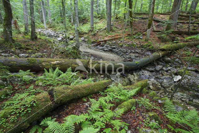 Wildnisgebiet Dürrenstein