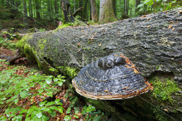 Wildnisgebiet Dürrenstein