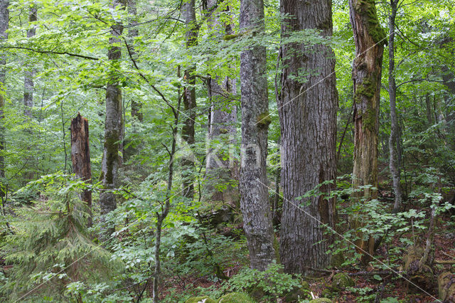 Wildnisgebiet Dürrenstein