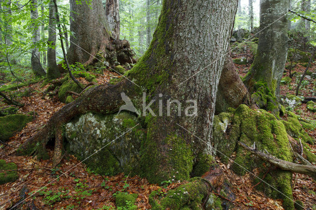 Wildnisgebiet Dürrenstein