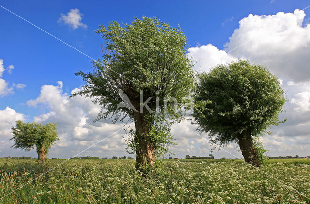 Willow (Salix)