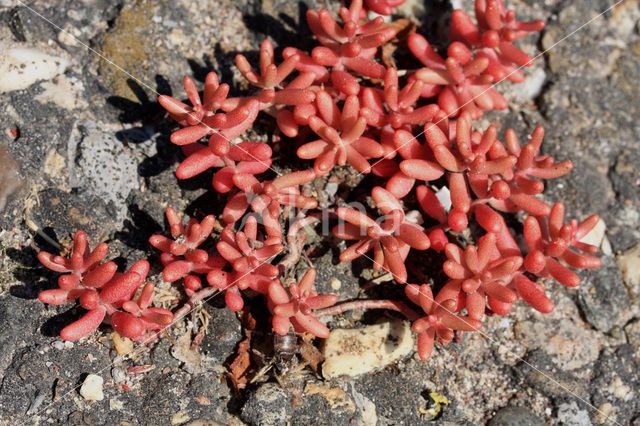 White Stonecrop (Sedum album)
