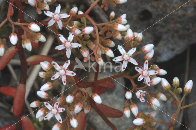 White Stonecrop (Sedum album)