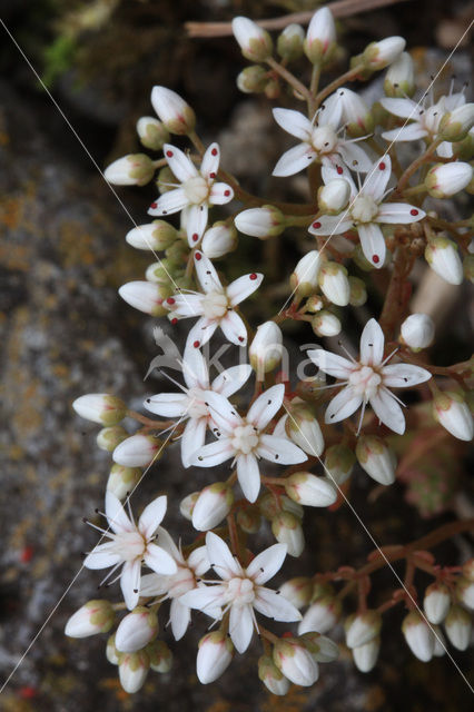 White Stonecrop (Sedum album)