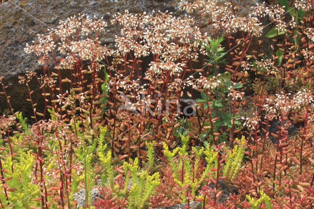 White Stonecrop (Sedum album)