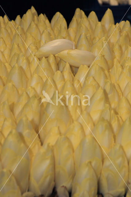 Witlof (Cichorium intybus var. foliosum)