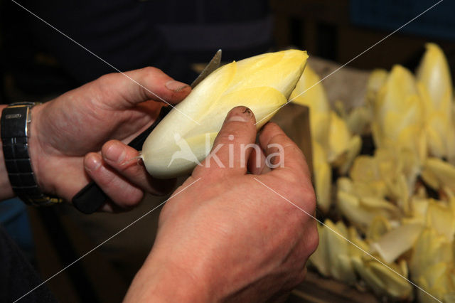 Belgian endive