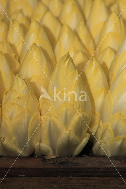 Belgian endive