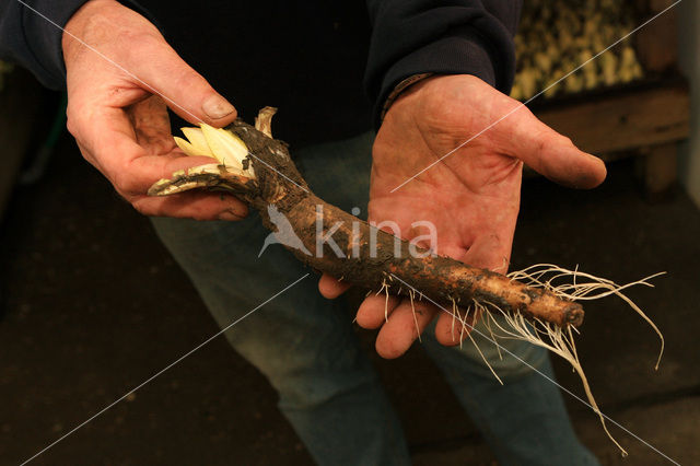 Belgian endive