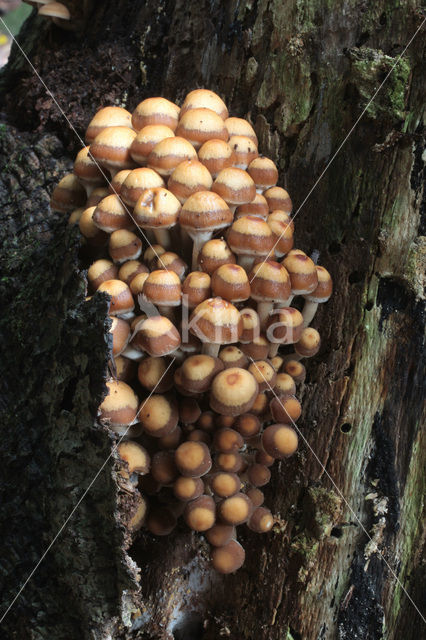 Common stump Brittlestem (Psathyrella piluliformis)