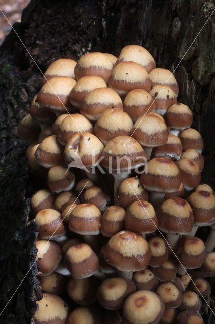 Common stump Brittlestem (Psathyrella piluliformis)