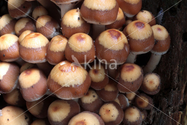 Common stump Brittlestem (Psathyrella piluliformis)