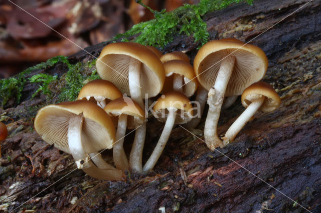 Common stump Brittlestem (Psathyrella piluliformis)