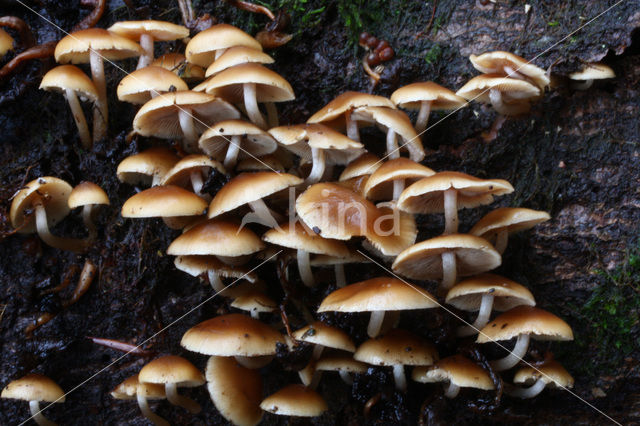 Common stump Brittlestem (Psathyrella piluliformis)