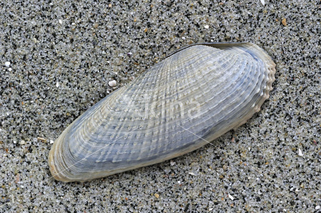 White Piddock (Barnea candida)