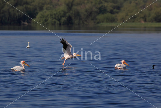 Roze Pelikaan (Pelecanus onocrotalus)