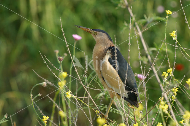 Little Bittern (Ixobrychus minutus)