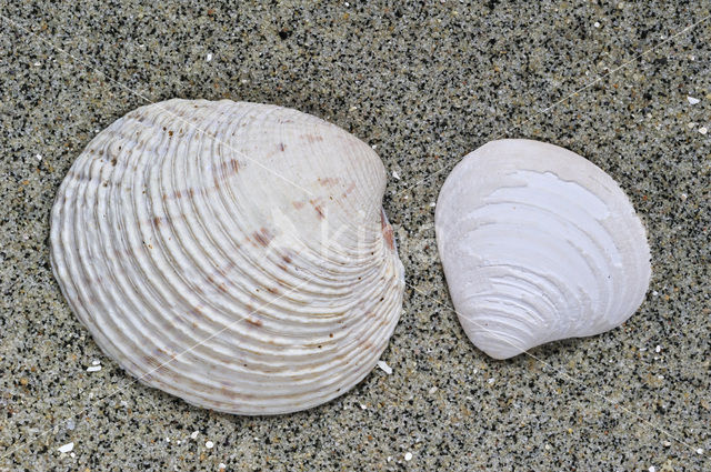 Warty Venus (Venus verrucosa)