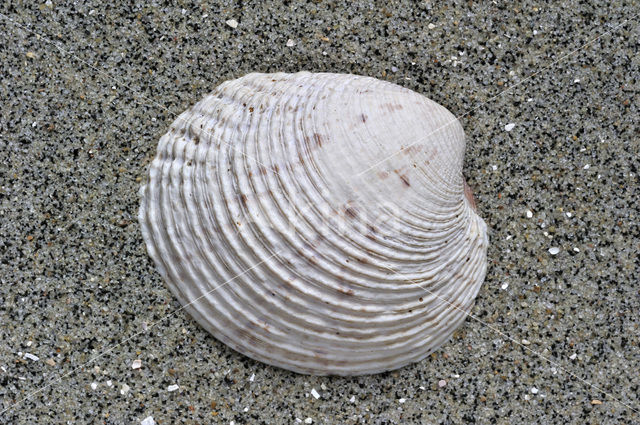 Warty Venus (Venus verrucosa)