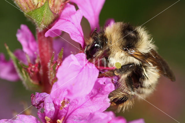 Zandhommel (Bombus veteranus)